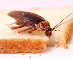 blatta-germanica