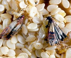 insetti delle derrate