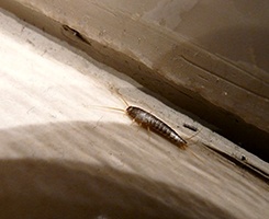 pesciolini d'argento