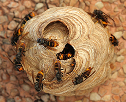 vespa-velutina_shutterstock_1239997303-1200x675-1-1024x833